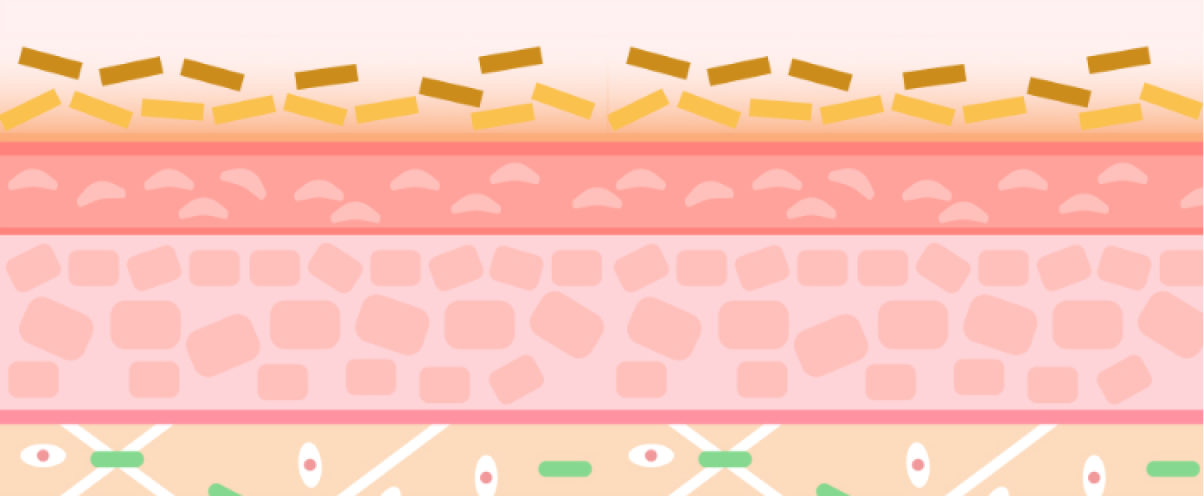 皮膚の層を示すイラスト。