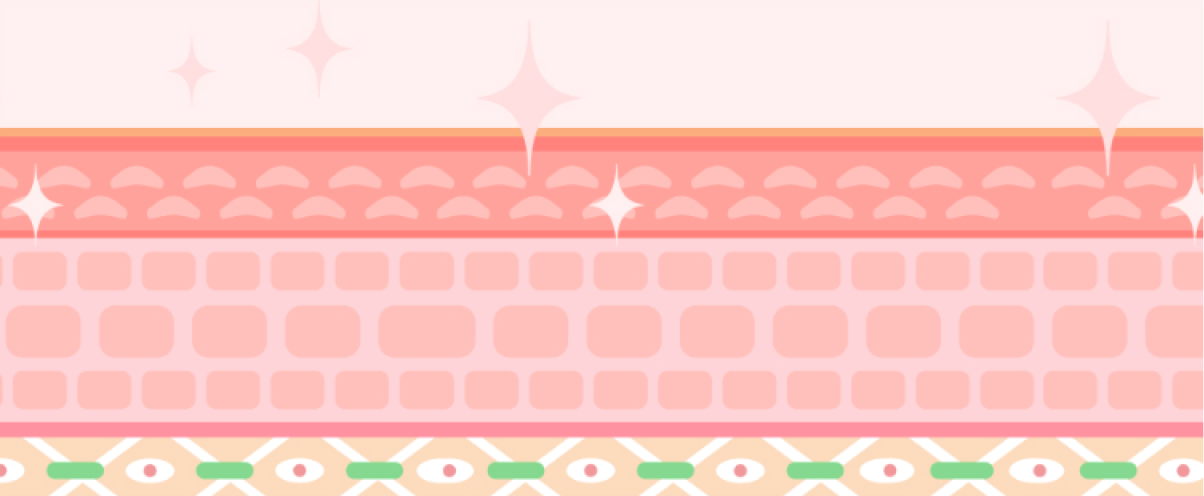 肌の断面図のイラスト。